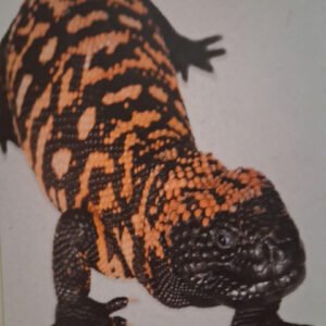 Ddigital art on quality paper.  4 x 6in. Signed by the artist